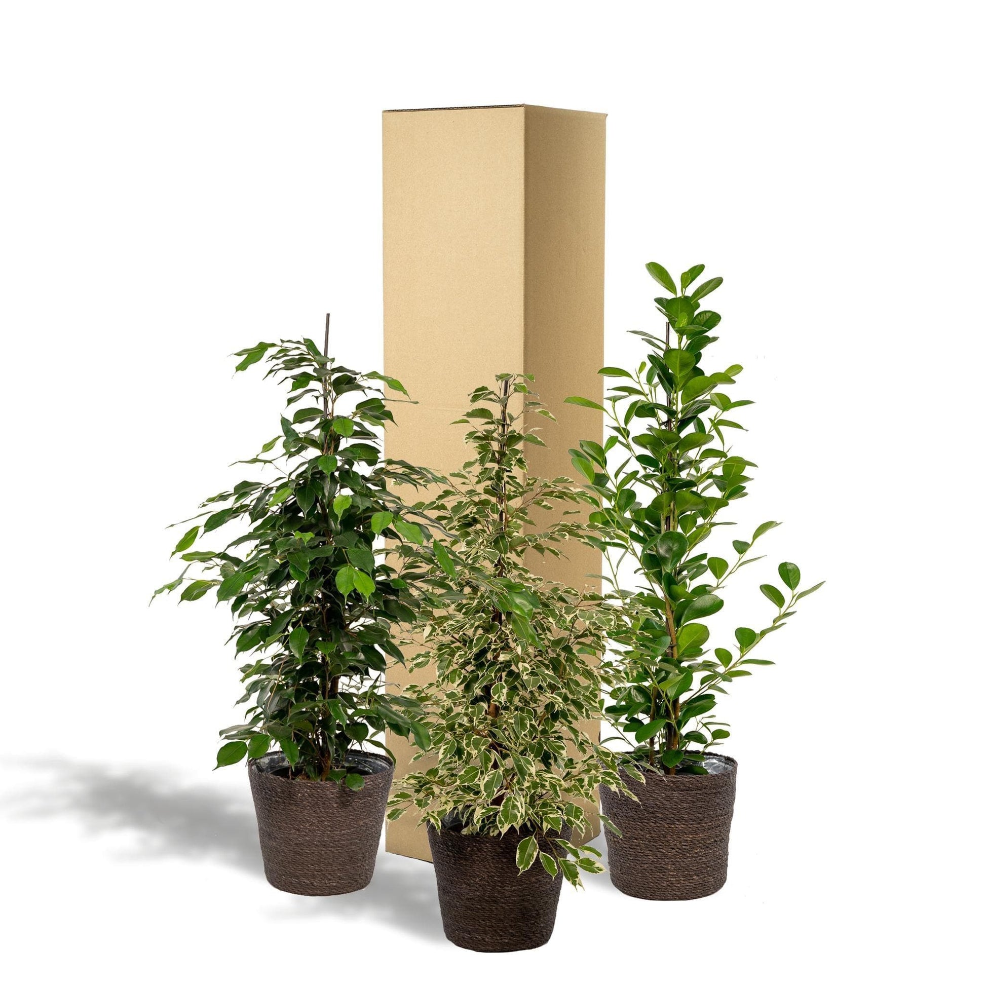 3er Set Zimmerpflanzen mit Korb - Ficus Benjamina Danielle + Ficus Benjamina Twilight + Ficus Microcarpa Moclame - Ø21cm - ↕95cm - grüne-wurzel