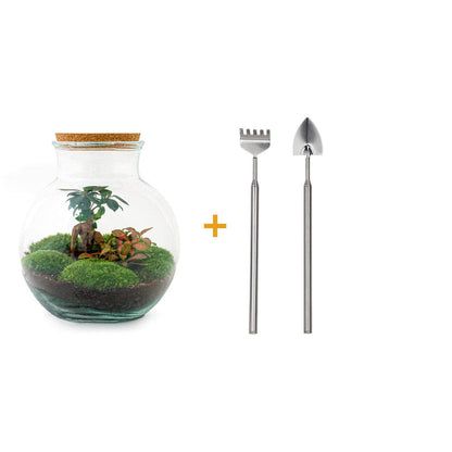 Flaschengarten - Teddy bonsai - ↕ 26,5 cm - Rake + Shovel - grüne-wurzel