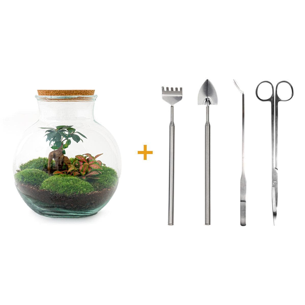 Flaschengarten - Teddy bonsai - ↕ 26,5 cm - Rake + Shovel + Tweezer + Scissors - grüne-wurzel