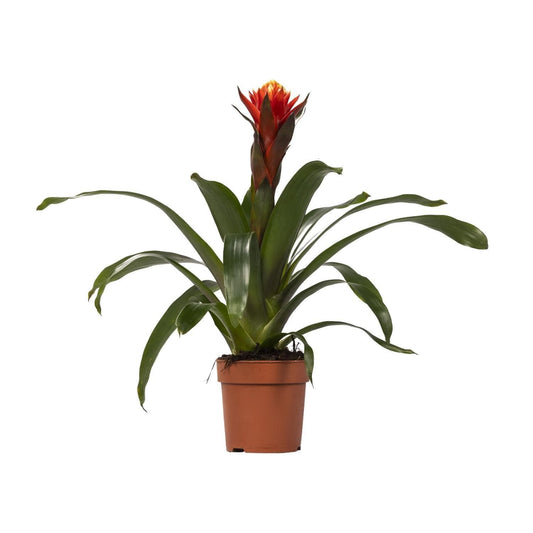 Guzmania 'Happiness' – Exotische Blütenpracht im 12cm Topf, Höhe 45cm Rot Grün Zimmerpflanze - grüne-wurzel