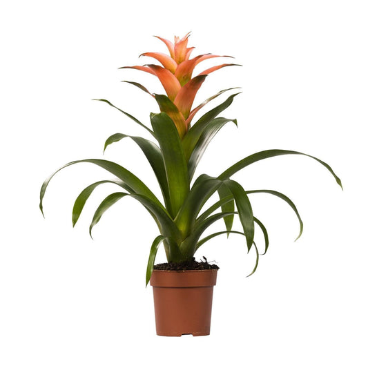 Guzmania 'Melissa' – Tropische Flair im 12cm Topf mit 45cm Höhe Orange Grün Zimmerpflanze - grüne-wurzel