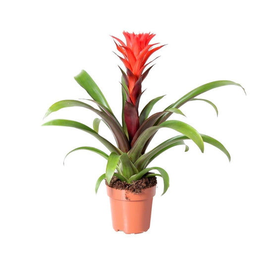 Guzmania 'Rockyflower Hope' – Farbenprächtige Zierpflanze, 43cm Ø12cm Durchmesser Rot Grün Zimmerpflanze - grüne-wurzel