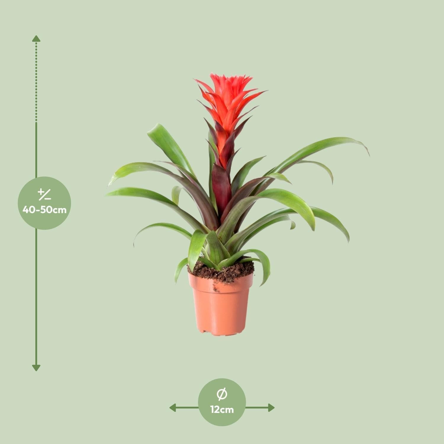 Guzmania 'Rockyflower Hope' – Farbenprächtige Zierpflanze, 43cm Ø12cm Durchmesser Rot Grün Zimmerpflanze - grüne-wurzel