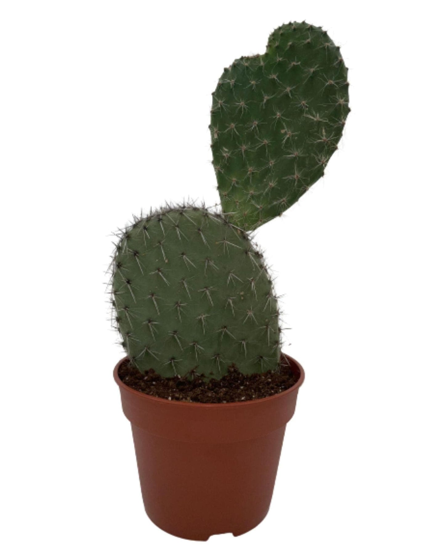 Kaktus Opuntia Vijgcactus – Lebendiges Grün im 17 cm Terrakottatopf, Höhe 30-40 cm – Pflegeleicht & Langlebig - grüne-wurzel