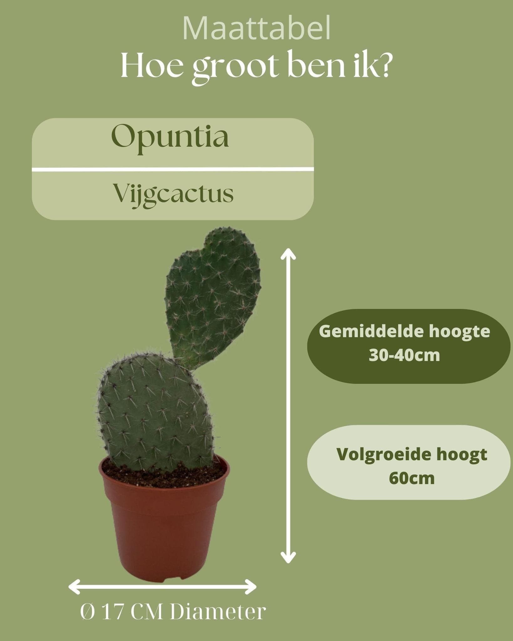 Kaktus Opuntia Vijgcactus – Lebendiges Grün im 17 cm Terrakottatopf, Höhe 30-40 cm – Pflegeleicht & Langlebig - grüne-wurzel