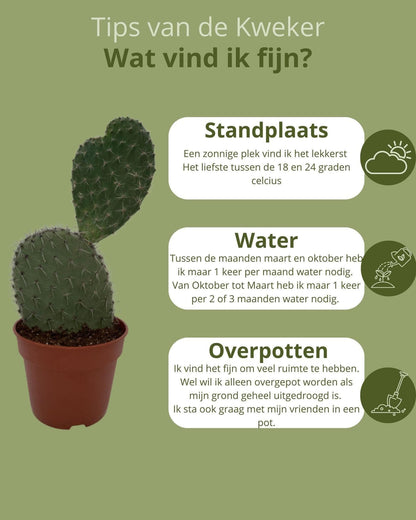 Kaktus Opuntia Vijgcactus – Lebendiges Grün im 17 cm Terrakottatopf, Höhe 30-40 cm – Pflegeleicht & Langlebig - grüne-wurzel