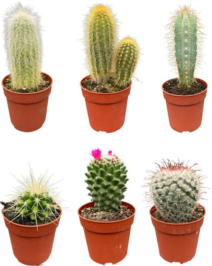 Klassisches Kaktus Ensemble – 6 Sorten inkl. Pilosocereus & Mammillaria – Ideal für den Innenbereich, Ø6.5 cm Töpfe, 8-15 cm Höhe - grüne-wurzel