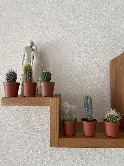 Klassisches Kaktus Ensemble – 6 Sorten inkl. Pilosocereus & Mammillaria – Ideal für den Innenbereich, Ø6.5 cm Töpfe, 8-15 cm Höhe - grüne-wurzel