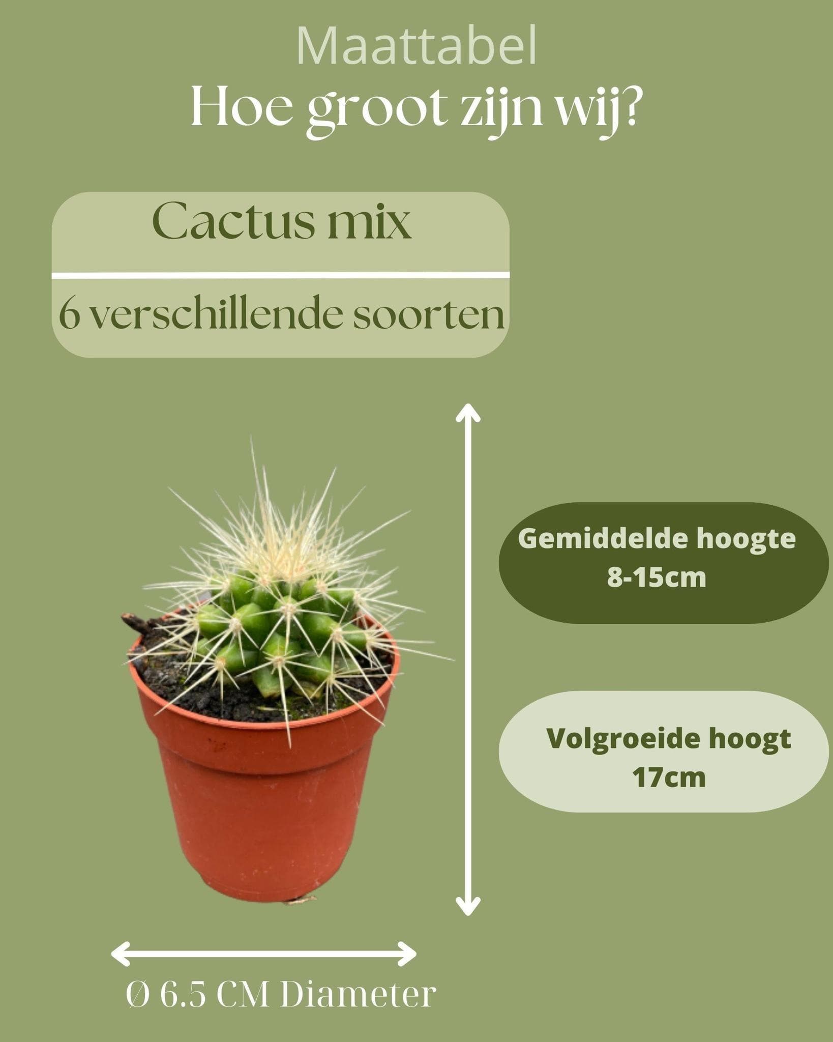 Klassisches Kaktus Ensemble – 6 Sorten inkl. Pilosocereus & Mammillaria – Ideal für den Innenbereich, Ø6.5 cm Töpfe, 8-15 cm Höhe - grüne-wurzel