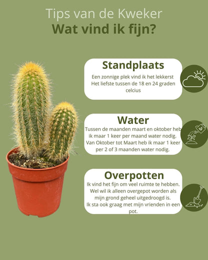 Klassisches Kaktus Ensemble – 6 Sorten inkl. Pilosocereus & Mammillaria – Ideal für den Innenbereich, Ø6.5 cm Töpfe, 8-15 cm Höhe - grüne-wurzel