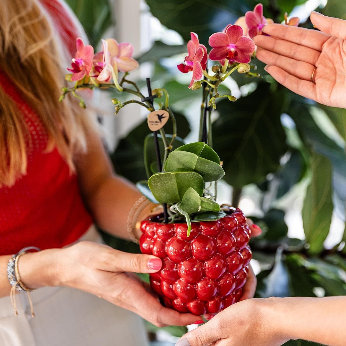 Kolibri Home Beeren-Topf – Glänzender Roter Keramiktopf, Ø 9cm - grüne-wurzel