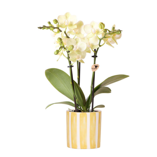 Kolibri Orchids | Gelbe Phalaenopsis Orchidee - Mexico + Painted Stripe Topf Gelb - Topfgröße Ø9cm | Blühende Zimmerpflanze - Frisch vom Züchter - grüne-wurzel