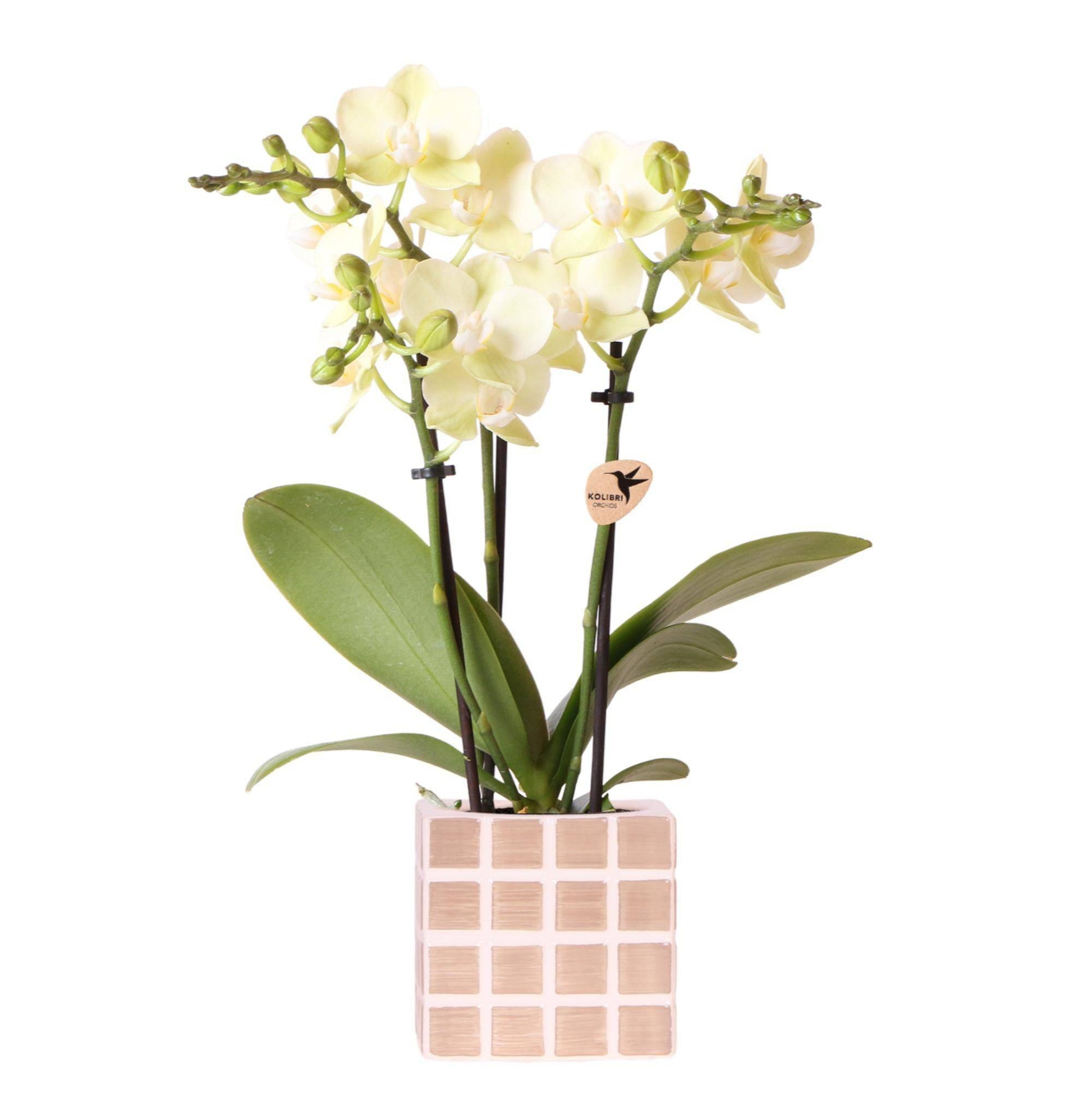 Kolibri Orchids - Gelbe Phalaenopsis Orchidee 'Mexico' mit Mosa Ziertopf Braun - Ø9cm - Zimmerpflanze - Frisch vom Züchter - grüne-wurzel