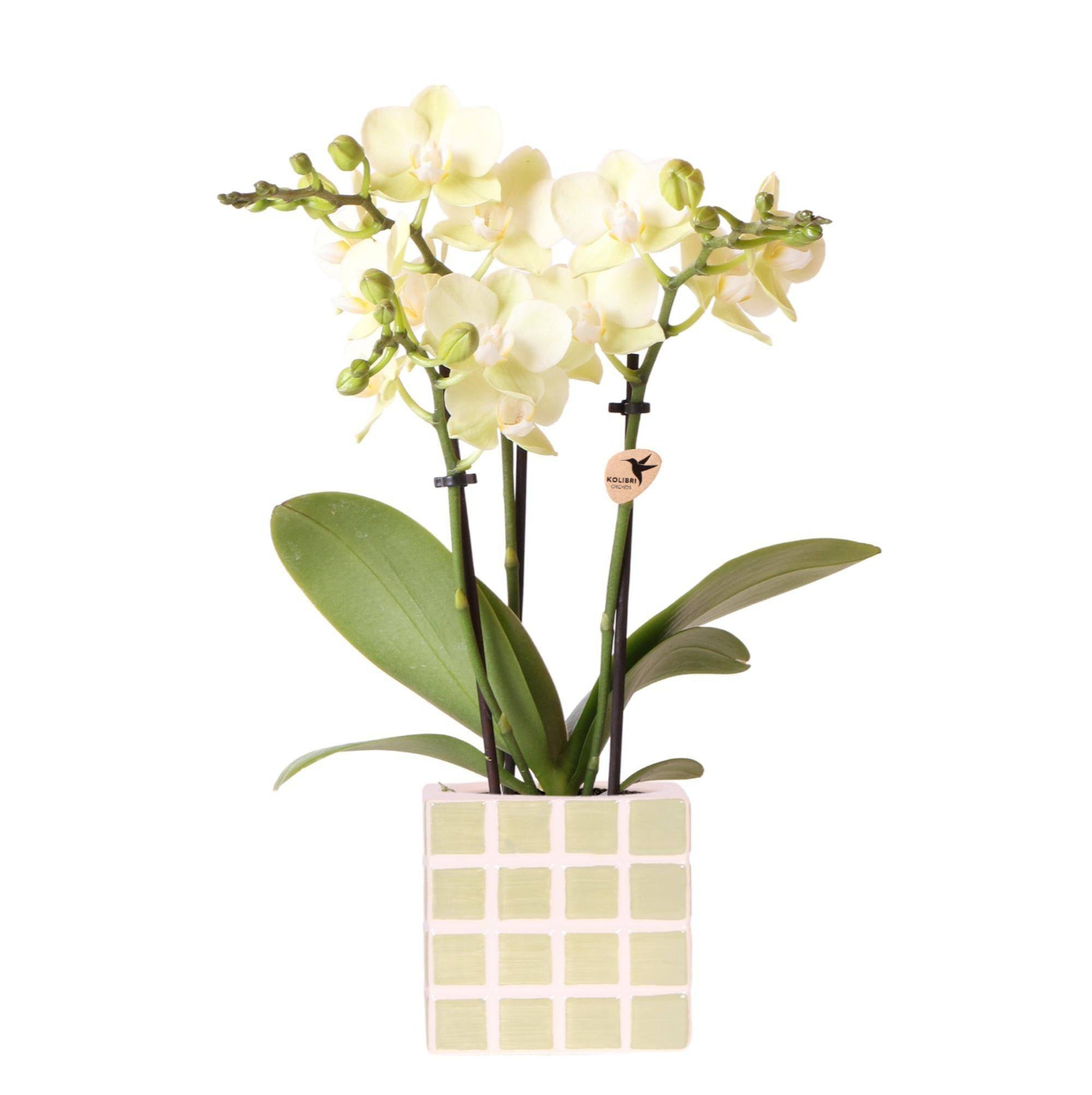 Kolibri Orchids - Gelbe Phalaenopsis Orchidee 'Mexico' mit Mosa Ziertopf Grün - Ø9cm - Zimmerpflanze - Frisch vom Züchter - grüne-wurzel