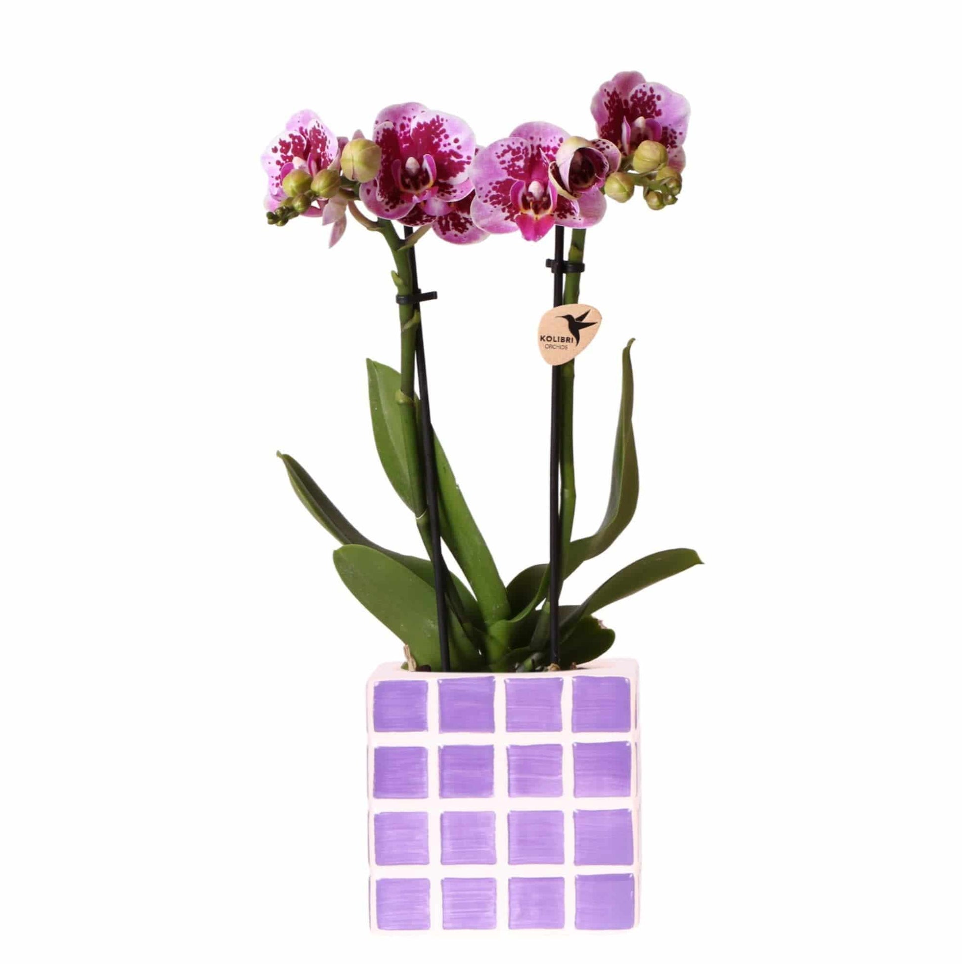 Kolibri Orchids - Lila Phalaenopsis Orchidee 'El Salvador' mit Mosa Ziertopf Lila - Ø9cm - Zimmerpflanze - Frisch vom Züchter - grüne-wurzel