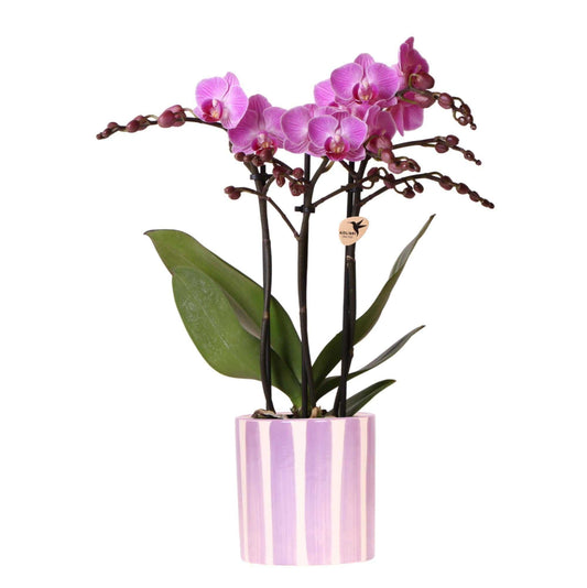 Kolibri Orchids | Lila Phalaenopsis Orchidee Vienna + Painted Stripe Topf Lila - Topfgröße Ø9cm | Blühende Zimmerpflanze - Frisch vom Züchter - grüne-wurzel