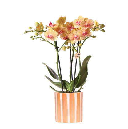 Kolibri Orchids | Orange Phalaenopsis Orchidee - Bolzano + Painted Stripe Topf Orange - Topfgröße Ø9cm | Blühende Zimmerpflanze - Frisch vom Züchter - grüne-wurzel