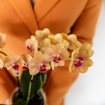 Kolibri Orchids | Orange Phalaenopsis Orchidee - Bolzano + Painted Stripe Topf Orange - Topfgröße Ø9cm | Blühende Zimmerpflanze - Frisch vom Züchter - grüne-wurzel