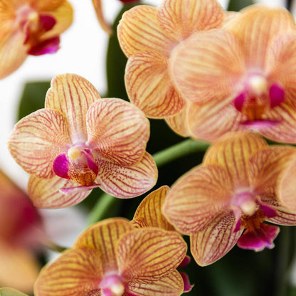 Kolibri Orchids | Orange Phalaenopsis Orchidee - Bolzano + Painted Stripe Topf Orange - Topfgröße Ø9cm | Blühende Zimmerpflanze - Frisch vom Züchter - grüne-wurzel