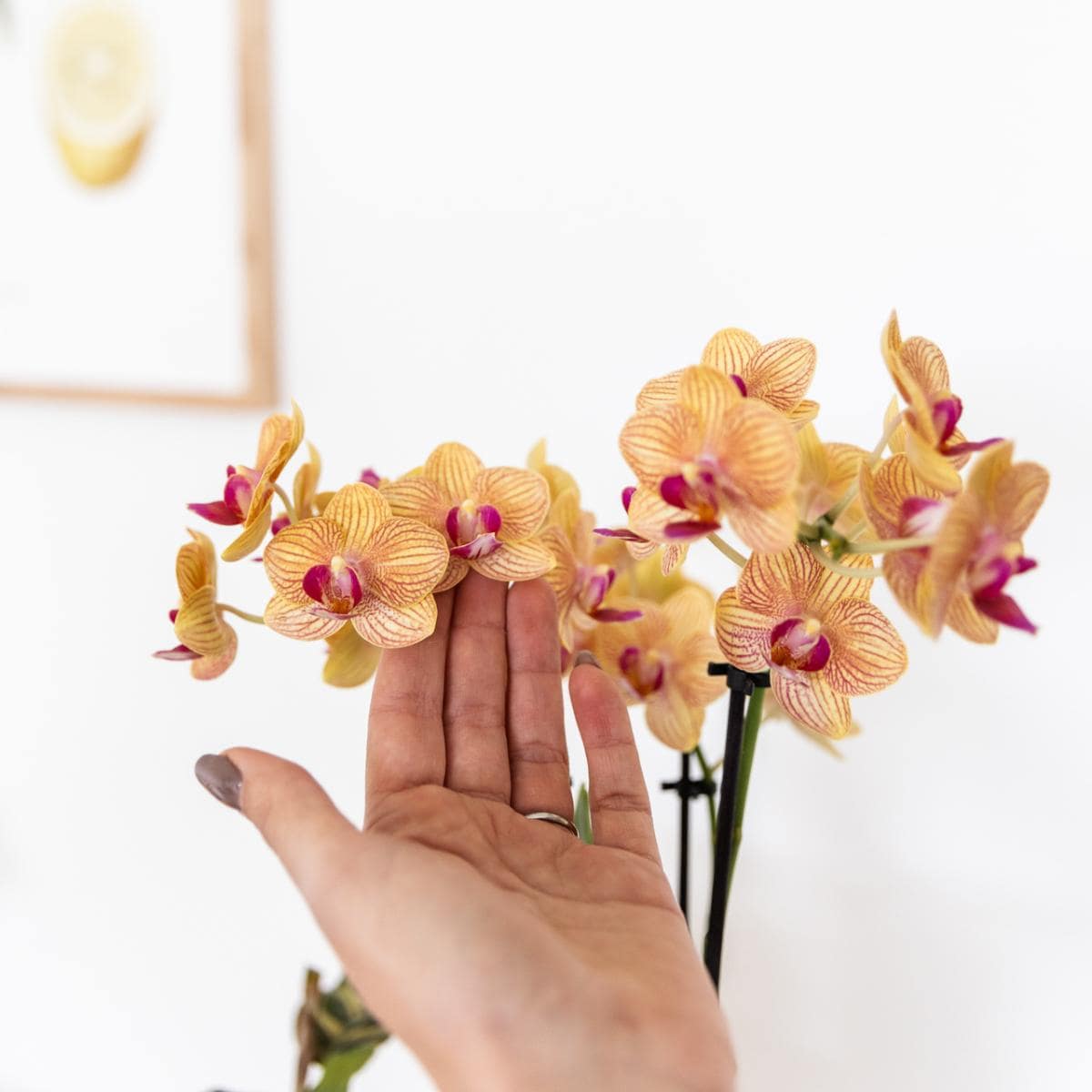 Kolibri Orchids | Orange Phalaenopsis Orchidee - Bolzano + Painted Stripe Topf Orange - Topfgröße Ø9cm | Blühende Zimmerpflanze - Frisch vom Züchter - grüne-wurzel