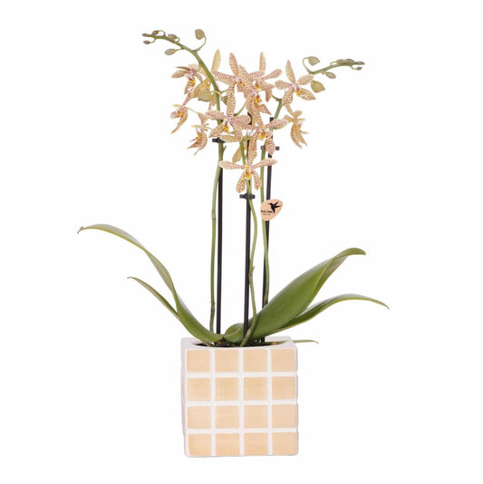 Kolibri Orchids - Orange 'Spider' Orchidee mit Mosa Ziertopf Orange - Ø9cm - Zimmerpflanze - Frisch vom Züchter - grüne-wurzel