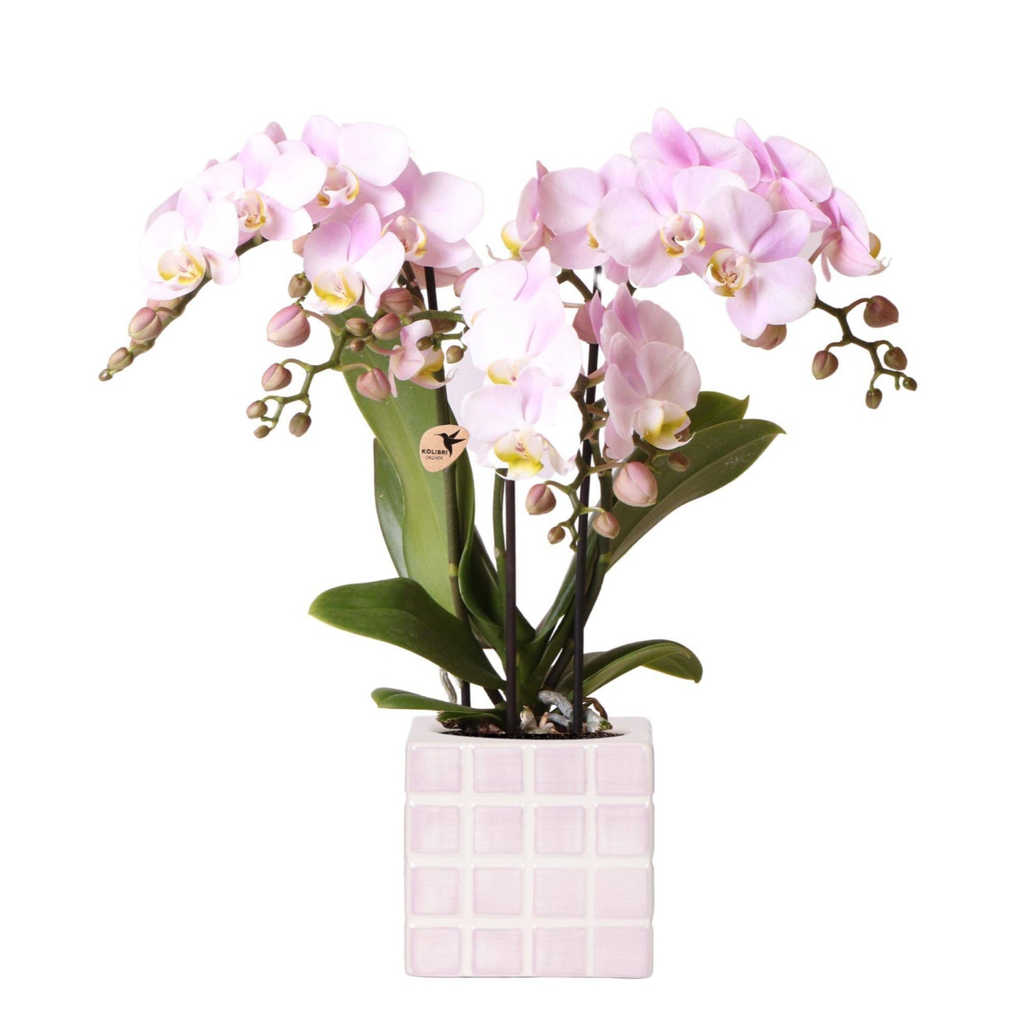 Kolibri Orchids - Rosa Phalaenopsis Orchidee 'Portugal' mit Mosa Ziertopf Rosa - Ø9cm - Zimmerpflanze - Frisch vom Züchter - grüne-wurzel