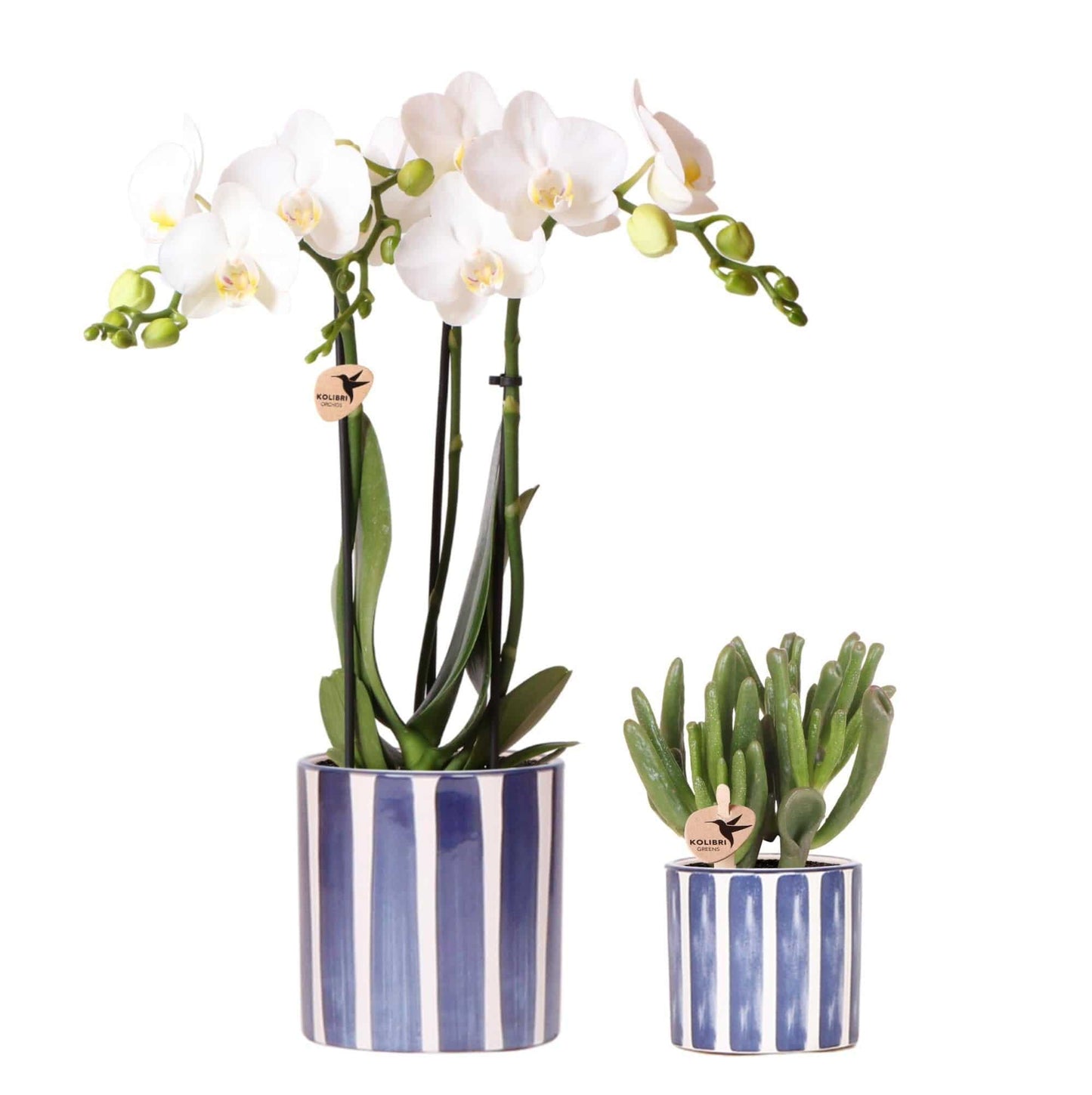 Kolibri Orchids | Set aus weißer Phalaenopsis Orchidee Amabilis und Sukkulente Crassula Hobbit im blauen Painted Stripe Topf - Topfgröße Ø9cm + Ø6cm | Blühende Zimmerpflanze - Frisch vom Züchter - grüne-wurzel