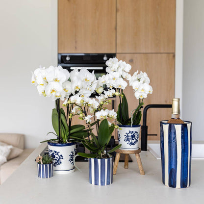 Kolibri Orchids | Set aus weißer Phalaenopsis Orchidee Amabilis und Sukkulente Crassula Hobbit im blauen Painted Stripe Topf - Topfgröße Ø9cm + Ø6cm | Blühende Zimmerpflanze - Frisch vom Züchter - grüne-wurzel