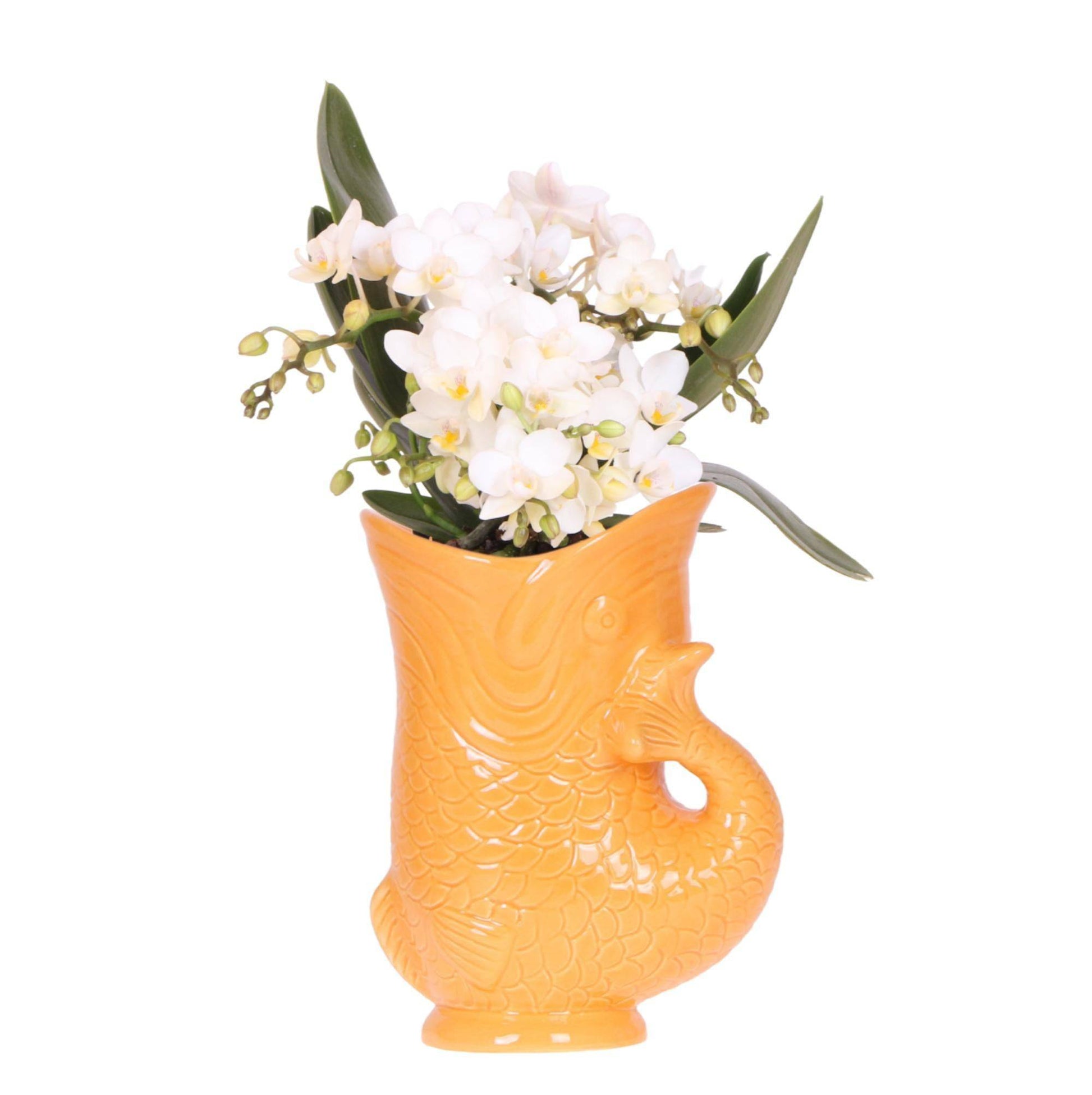 Kolibri Orchids - Weiße Orchidee 'Nazaré' mit Fischtopf Orange - Ø9cm - Zimmerpflanze - Frisch vom Züchter - grüne-wurzel