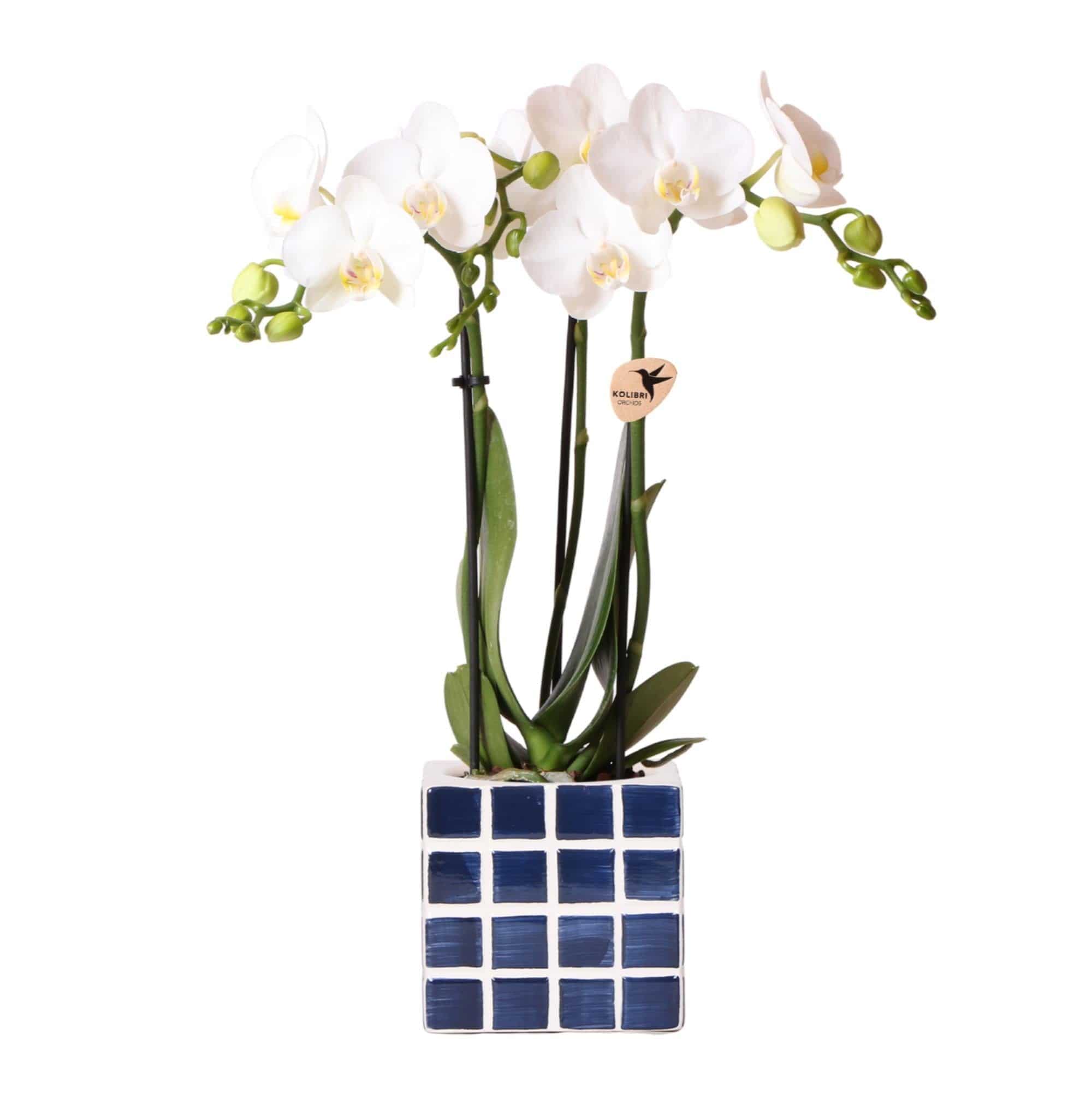 Kolibri Orchids - Weiße Phalaenopsis Orchidee 'Amabilis' mit Mosa Ziertopf Blau - Ø9cm - Zimmerpflanze - Frisch vom Züchter - grüne-wurzel