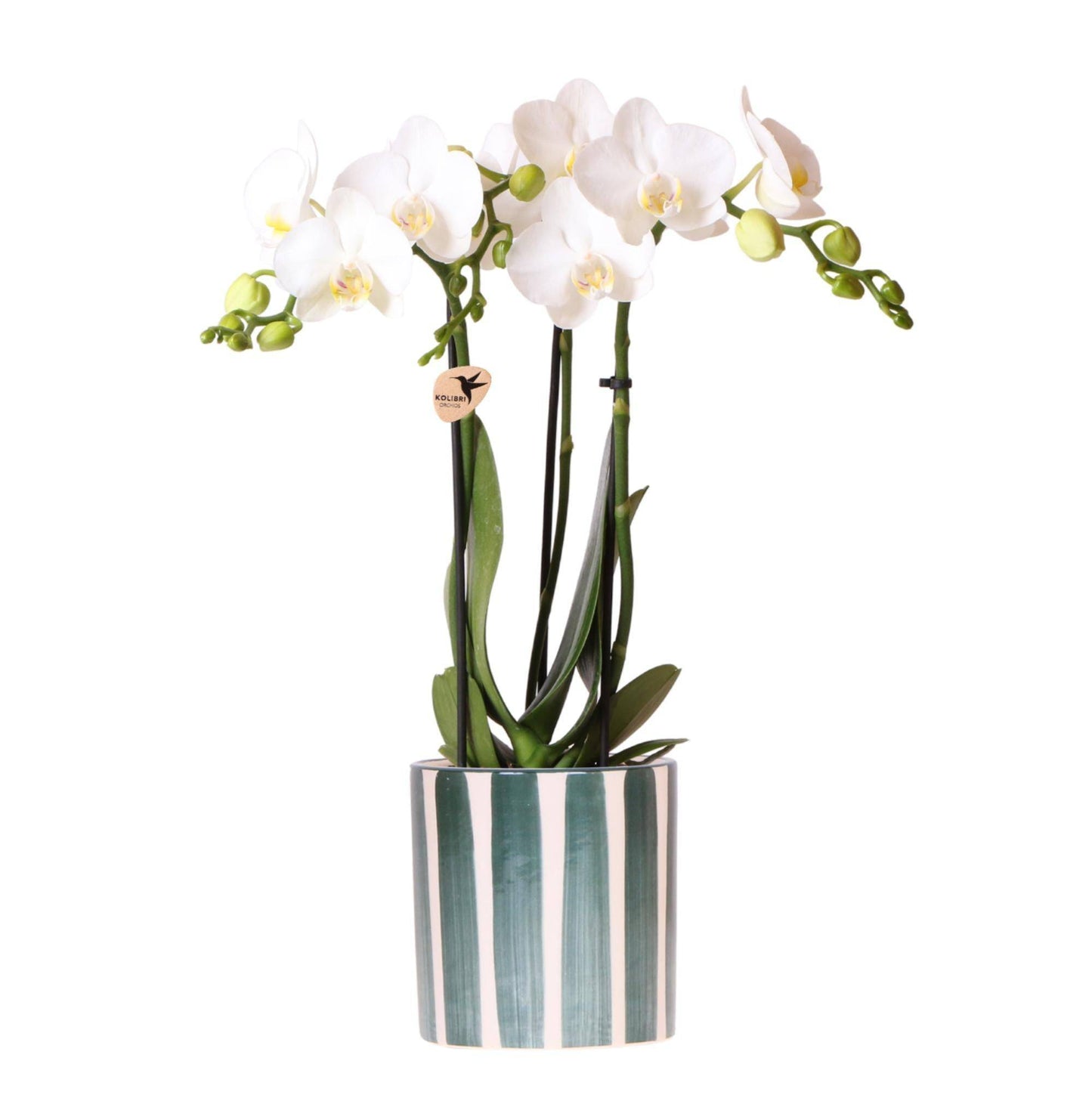 Kolibri Orchids | Weiße Phalaenopsis Orchidee Amabilis + Painted Stripe Topf Grün - Topfgröße Ø9cm | Blühende Zimmerpflanze - Frisch vom Züchter - grüne-wurzel