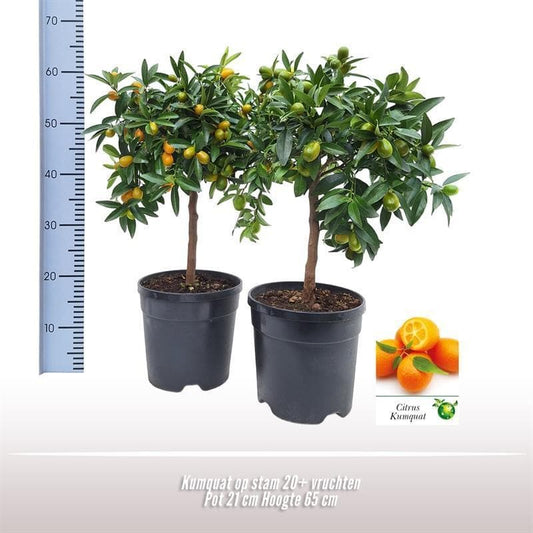 Kumquat Baum am Stamm – Fruchttragende Zierpflanze, Topfgröße 21cm, Höhe 65cm - grüne-wurzel