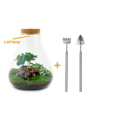 LED-Beleuchtetes Flaschengarten-Set "Sam" mit Fittonia & Coffea - Komplett-Kit inkl. Werkzeug – 30 cm - grüne-wurzel