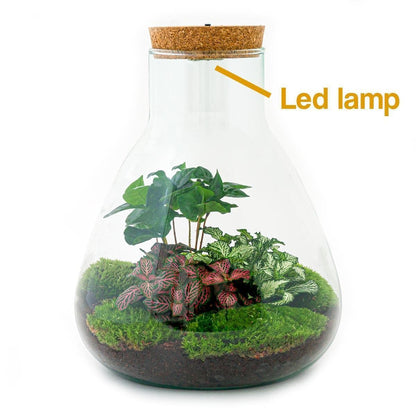 LED-Beleuchtetes Flaschengarten-Set "Sam" mit Fittonia & Coffea - Komplett-Kit inkl. Werkzeug – 30 cm - grüne-wurzel