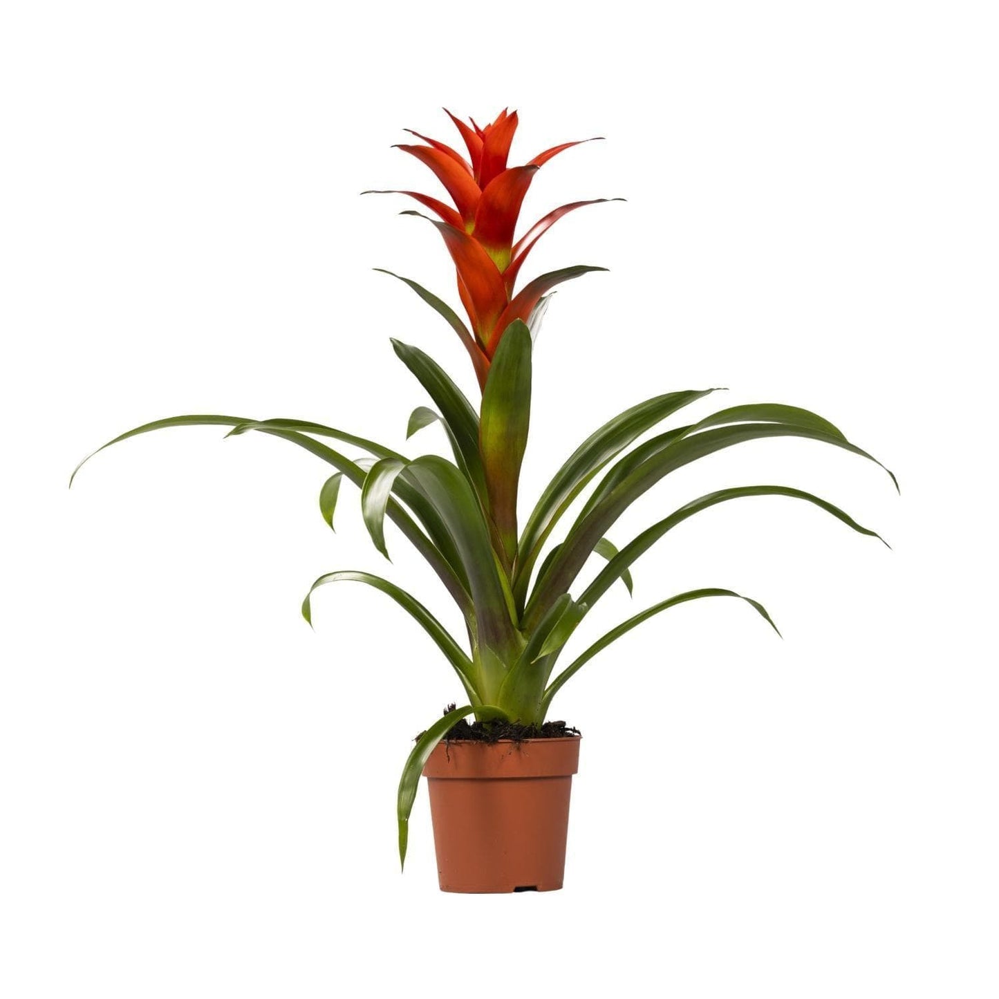 Leuchtende Guzmania 'Ostara' – Dekorative Zimmerpflanze, 45cm Höhe Ø12cm Durchmesser Rot Grün Pflanze - grüne-wurzel