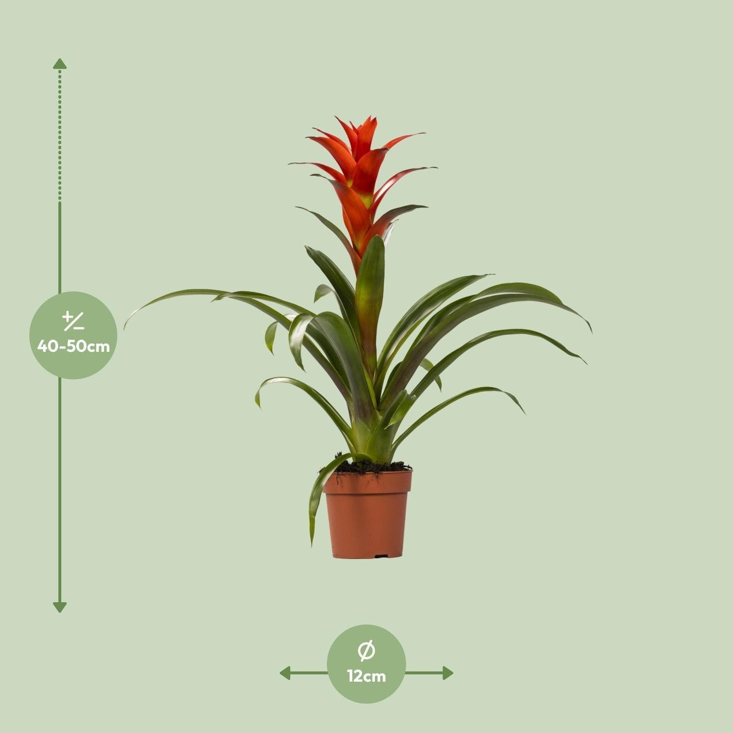 Leuchtende Guzmania 'Ostara' – Dekorative Zimmerpflanze, 45cm Höhe Ø12cm Durchmesser Rot Grün Pflanze - grüne-wurzel