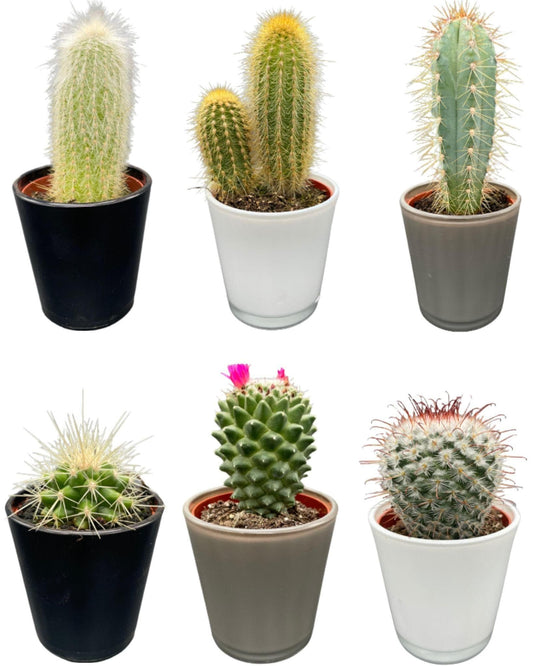 Modernes Kaktus-Set in Designer-Glastöpfen – 6 Arten inkl. Pilosocereus & Mammillaria – Ø7.5 cm, Höhe 8-15 cm - grüne-wurzel