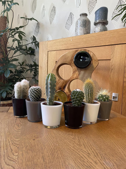 Modernes Kaktus-Set in Designer-Glastöpfen – 6 Arten inkl. Pilosocereus & Mammillaria – Ø7.5 cm, Höhe 8-15 cm - grüne-wurzel