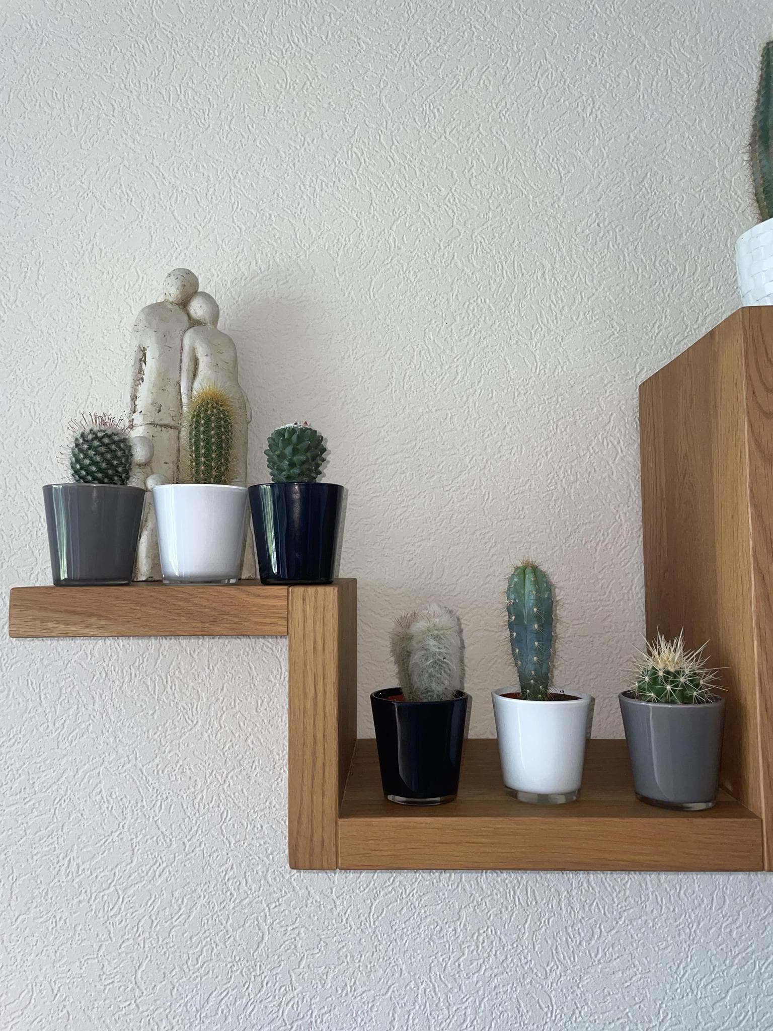 Modernes Kaktus-Set in Designer-Glastöpfen – 6 Arten inkl. Pilosocereus & Mammillaria – Ø7.5 cm, Höhe 8-15 cm - grüne-wurzel