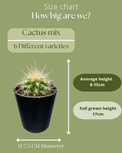 Modernes Kaktus-Set in Designer-Glastöpfen – 6 Arten inkl. Pilosocereus & Mammillaria – Ø7.5 cm, Höhe 8-15 cm - grüne-wurzel