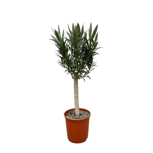 Nerium Oleander auf Stamm mit weißen Blüten – Ø22 cm – 110 cm hoch – Zimmerpflanze