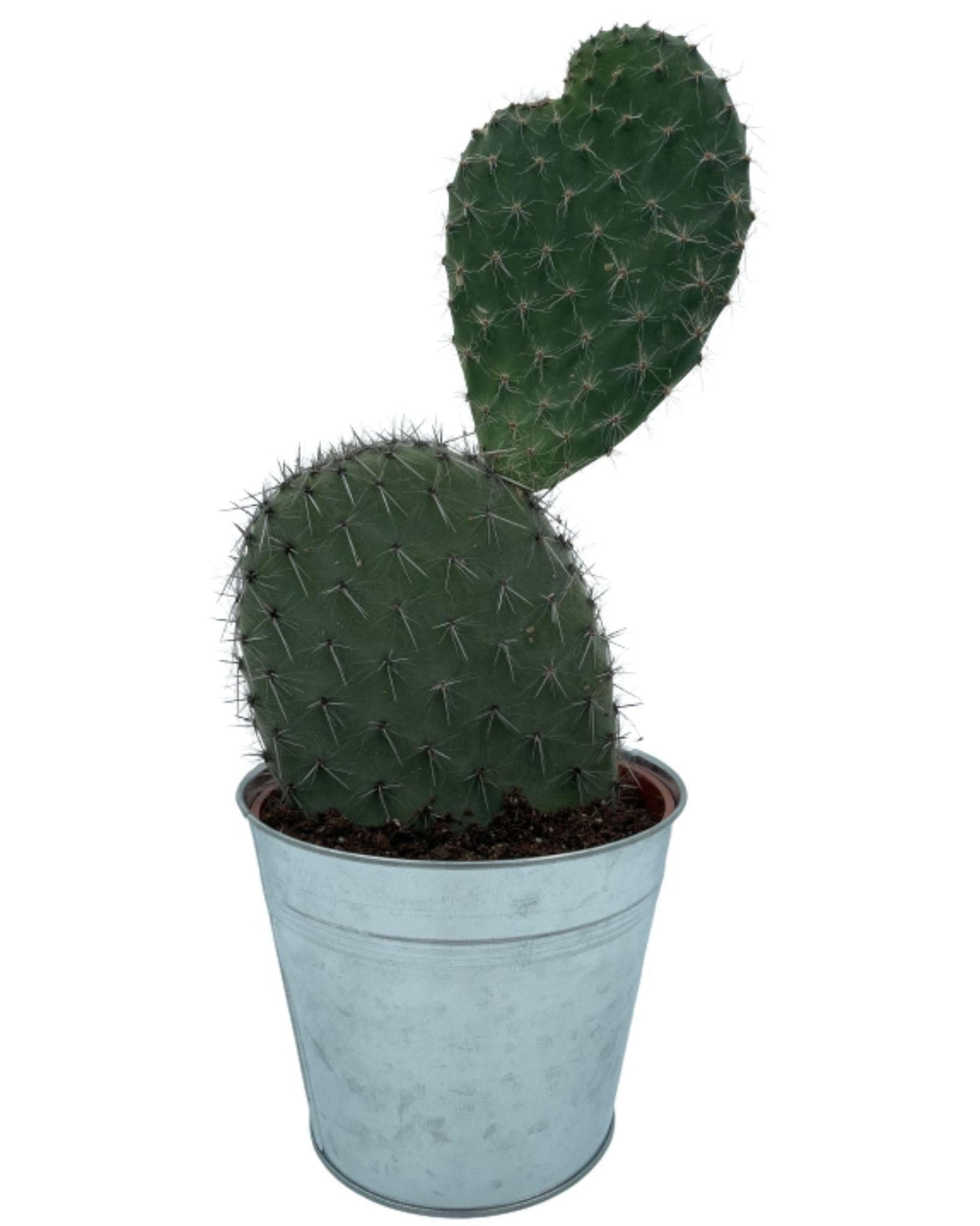 Opuntia Vijgcactus in Zinktopf – Langlebiger Zimmerkaktus Ø18 cm, Höhe 30-40 cm – Modern & Pflegeleicht - grüne-wurzel