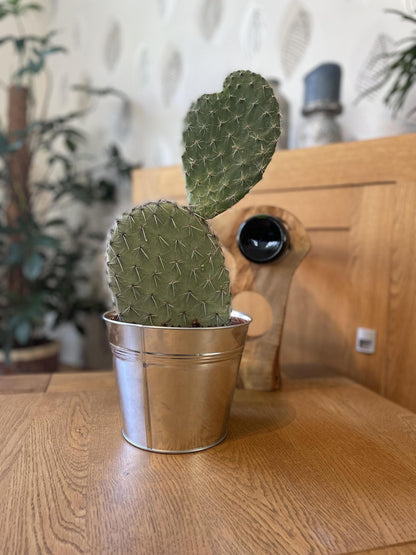 Opuntia Vijgcactus in Zinktopf – Langlebiger Zimmerkaktus Ø18 cm, Höhe 30-40 cm – Modern & Pflegeleicht - grüne-wurzel