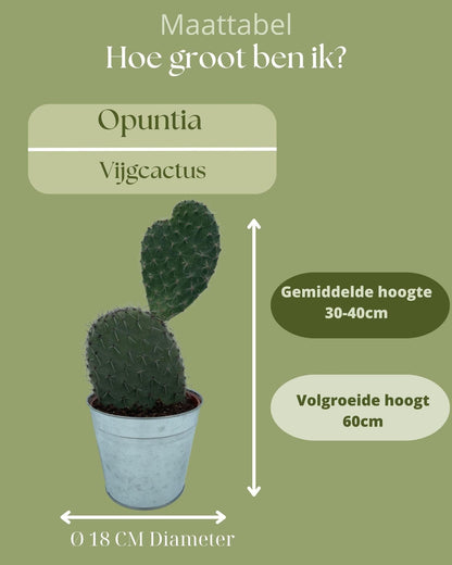 Opuntia Vijgcactus in Zinktopf – Langlebiger Zimmerkaktus Ø18 cm, Höhe 30-40 cm – Modern & Pflegeleicht - grüne-wurzel