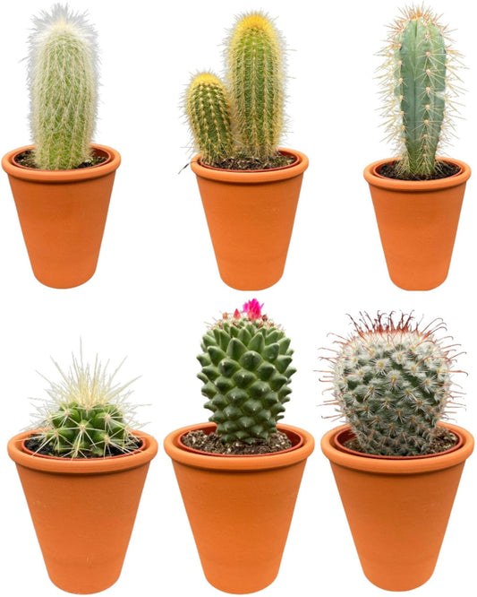 Premium Terrakotta Kaktus-Set – 6 Sorten: Pilosocereus, Cephalocereus, Echinocactus, Mammillaria – Ø7.5 cm Töpfe, Höhe 8-15 cm - grüne-wurzel