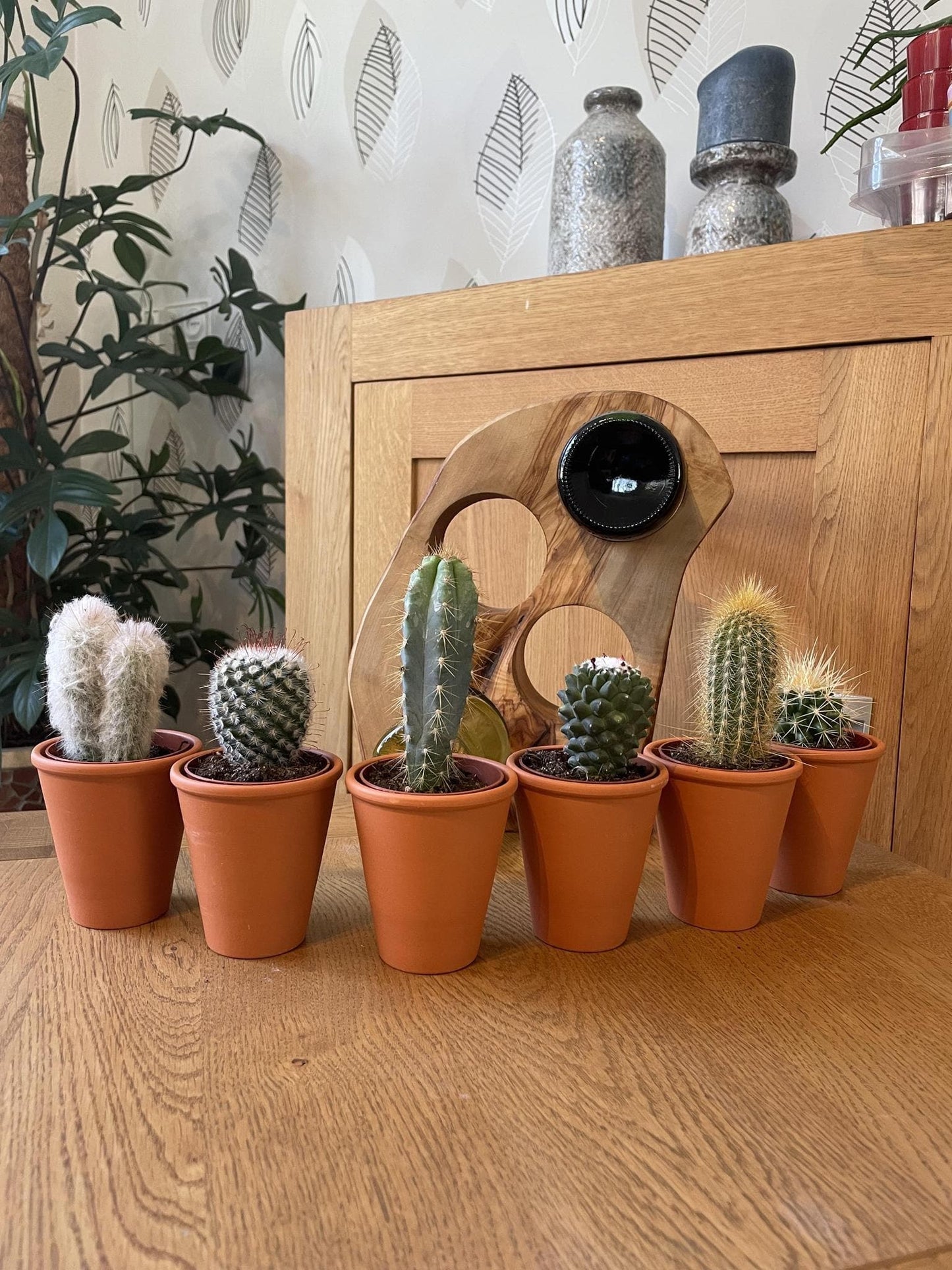 Premium Terrakotta Kaktus-Set – 6 Sorten: Pilosocereus, Cephalocereus, Echinocactus, Mammillaria – Ø7.5 cm Töpfe, Höhe 8-15 cm - grüne-wurzel