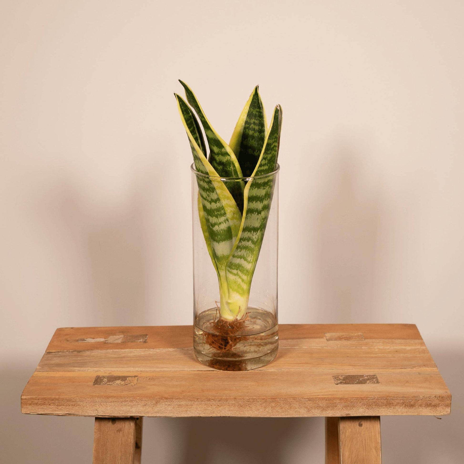 Sansevieria im Zylinderglas - Ø12cm - Höhe 30cm - Zimmerpflanze - Bogenhanf - grüne-wurzel