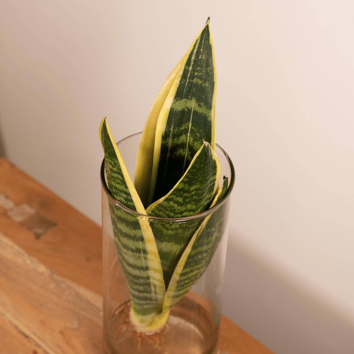 Sansevieria im Zylinderglas - Ø12cm - Höhe 30cm - Zimmerpflanze - Bogenhanf - grüne-wurzel