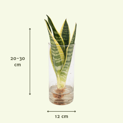 Sansevieria im Zylinderglas - Ø12cm - Höhe 30cm - Zimmerpflanze - Bogenhanf - grüne-wurzel