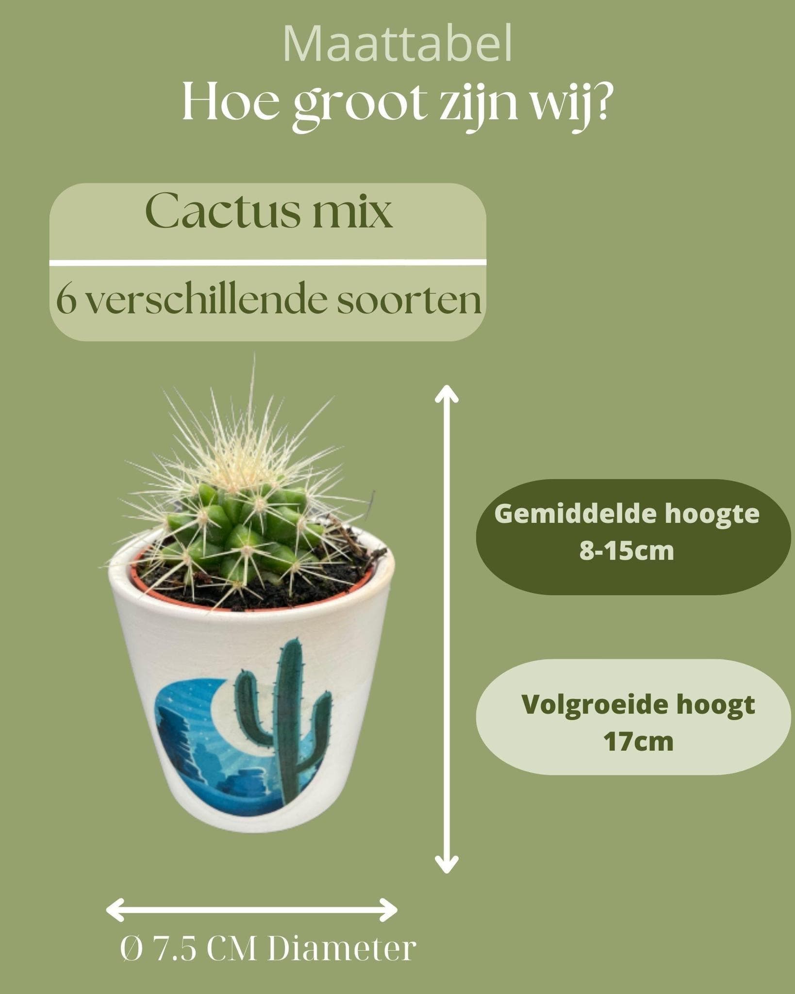 Sunrise Desert Kaktus-Kollektion in künstlerischen Töpfen – Vielfältige Arten für Heim & Büro – Ø7.5 cm, Höhe 8-15 cm - grüne-wurzel